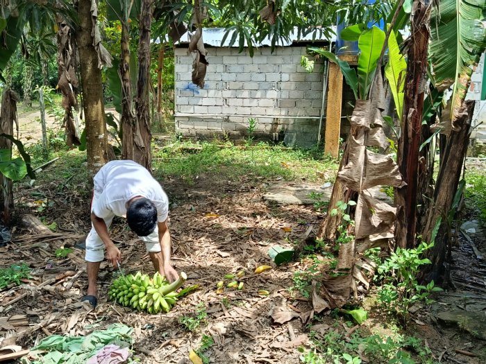 Panen buah pisang di Lingkungan Madrasah: MTsN 8 Bungo Wujudkan Madrasah Asri dan Produktif