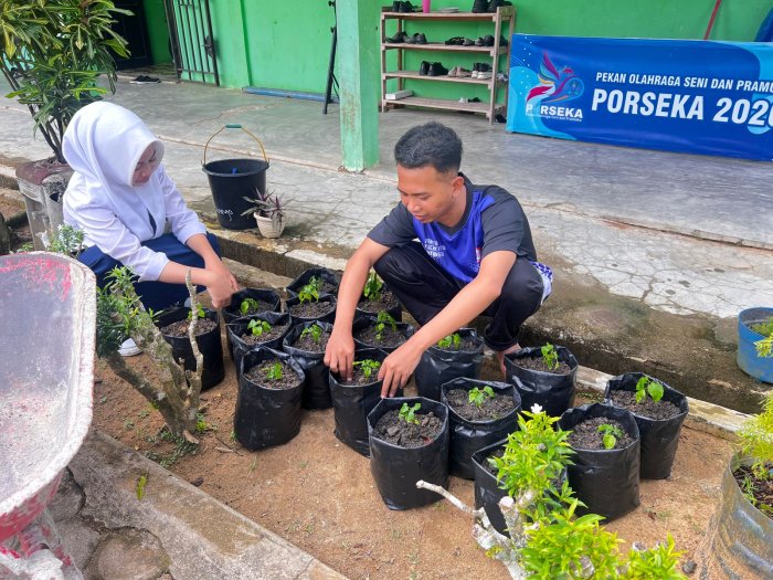 Menanam Harapan dari Tanah Madrasah: Aksi Nyata MTsN 8 Bungo dalam Budidaya Cabe Rawit