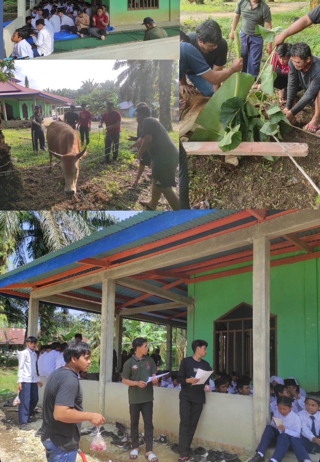 RAYAKAN IDUL ADHA, MTsN 8 BUNGO LAKSANAKAN KURBAN SAPI