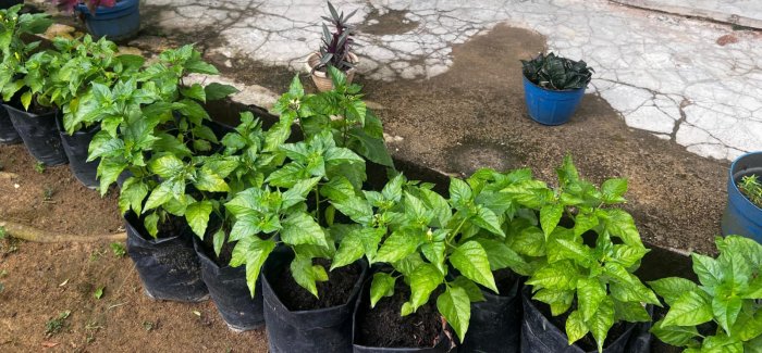 Cabe Rawit Hasil Tanam Guru IPA MTsN 8 Bungo Mulai Subur dan Berbuah, Wujud Pembelajaran Nyata Cinta Lingkungan Cabe Rawit Hasil Tanam Guru IPA MTsN 8 Bungo Mulai Subur dan Berbuah, Wujud Pembelajaran Nyata Cinta Lingkungan