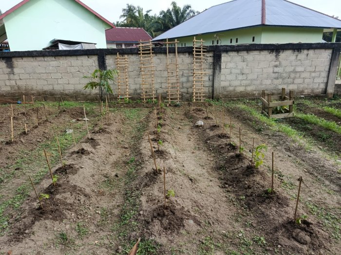 Kebun Mini MTsN 8 Bungo Tetap dirawat dan dijaga pada Masa Libur Sekolah Kebun Mini MTsN 8 Bungo Tetap dirawat dan dijaga pada Masa Libur Sekolah
