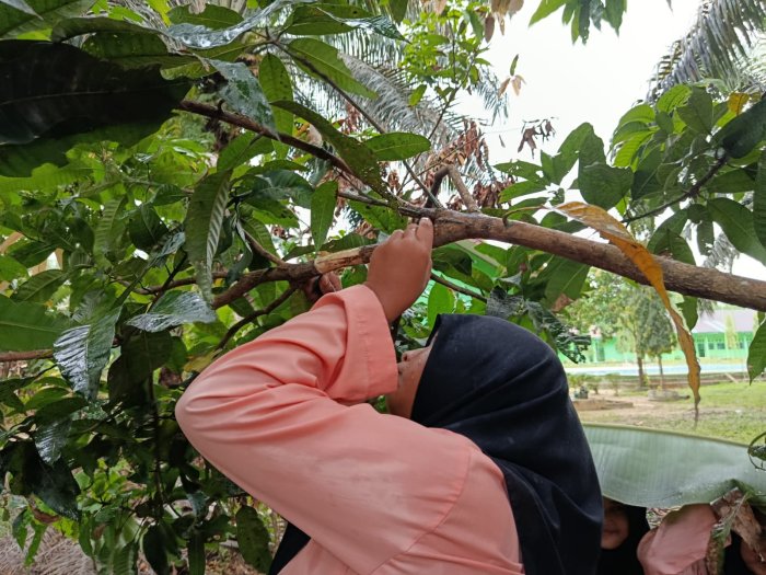 Praktikum Bioteknologi, Siswa Kelas IX B MTsN 8 Bungo Belajar Mencangkok Pohon Mangga dan Rambutan