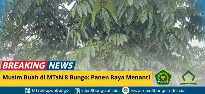 Musim Buah di MTsN 8 Bungo: Panen Raya Menanti