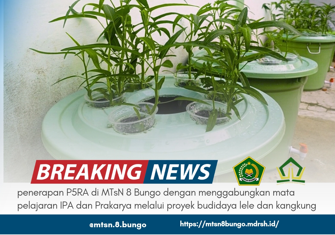 penerapan P5RA di MTsN 8 Bungo dengan menggabungkan mata pelajaran IPA dan Prakarya melalui proyek budidaya lele dan kangkung