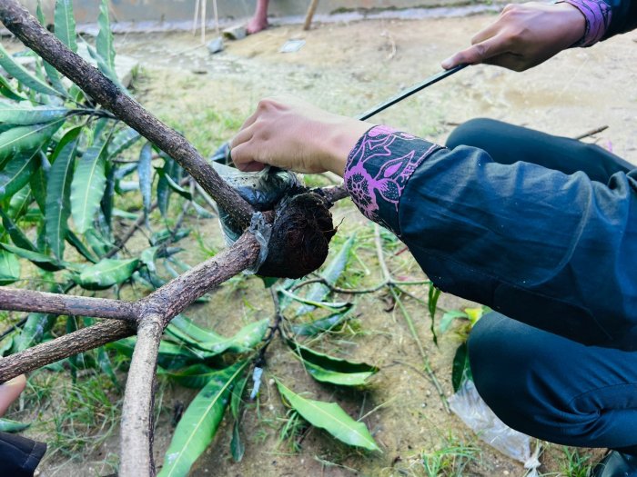 Belajar dari Alam: Siswa Kelas IX MTsN 8 Bungo Pindahkan Hasil Cangkok Mangga dan Rambutan ke Polibag
