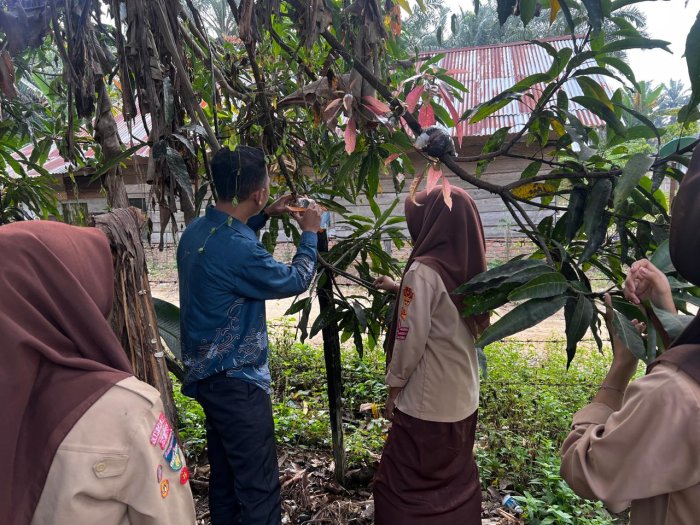 Monitoring Hasil Praktikum IPA Mencangkok Tumbuhan, MTsN 8 Bungo Tanamkan Pembelajaran Nyata Berbasis Pengalaman