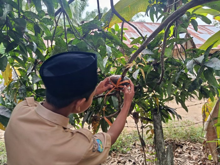 Tiga Minggu Penuh Dedikasi, Praktik Mencangkok Siswa MTsN 8 Bungo Tunjukkan Hasil Menggembirakan