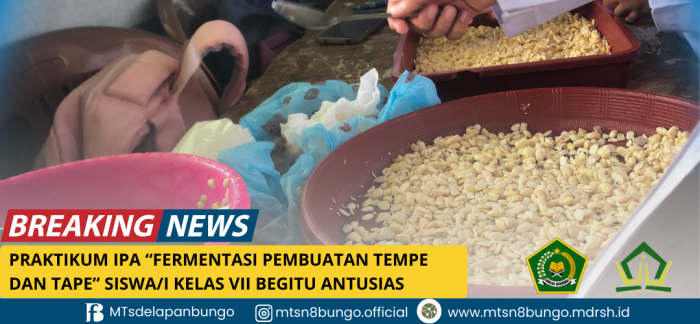 Praktikum IPA: Fermentasi Pembuatan Tempe dan Tape, Siswa Kelas VII MTsN 8 Bungo Belajar dengan Antusias