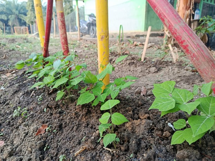 Kebun Mini MTsN 8 Bungo Semakin Hijau, Beragam Buah dan Sayuran Tumbuh Subur Berkat Ketelatenan Perawatan Kebun Mini MTsN 8 Bungo Semakin Hijau, Beragam Buah dan Sayuran Tumbuh Subur Berkat Ketelatenan Perawatan